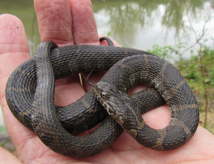 Northern Water Snake